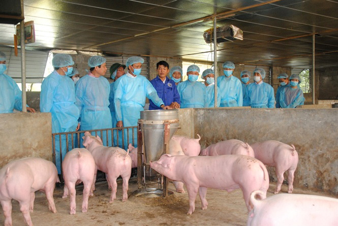 Chính phủ lên kế hoạch kiểm soát dịch tả lợn Châu Phi